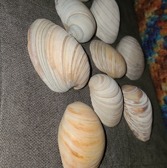 3 Random Natural Venus Clam Shells - Picture 6 of 10